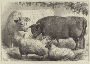 Bétail et moutons primés au Smithfield Club Show